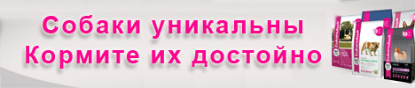 Что лучше ошейник или шлейка для английского бульдога. Смотреть фото Что лучше ошейник или шлейка для английского бульдога. Смотреть картинку Что лучше ошейник или шлейка для английского бульдога. Картинка про Что лучше ошейник или шлейка для английского бульдога. Фото Что лучше ошейник или шлейка для английского бульдога